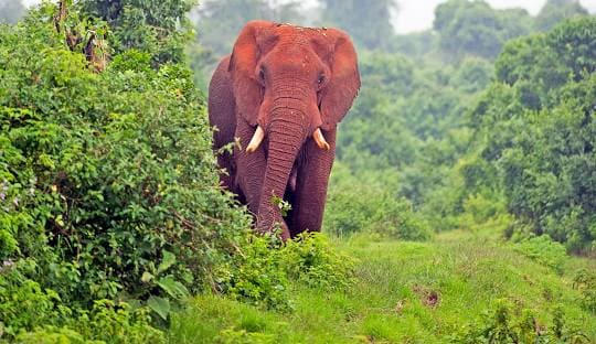 ABERDARE NATIONAL PARK WILDLIFE