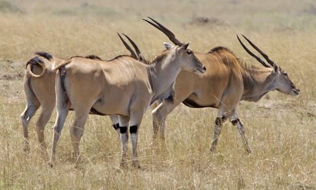 Animal view at Mount Longonot