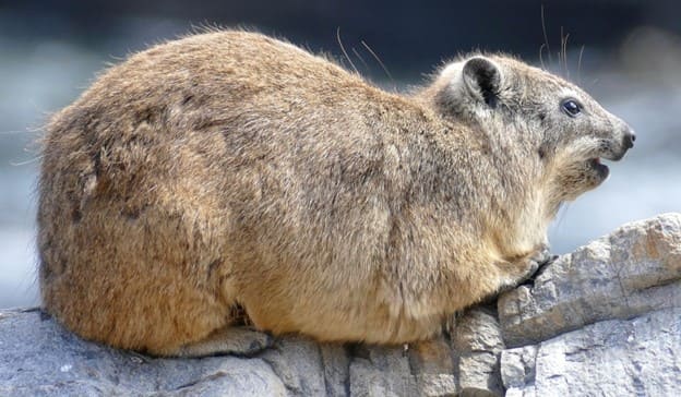 Rabbit at Hyrax Museum