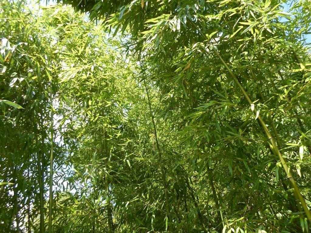 Bamboo at Elephant Hill