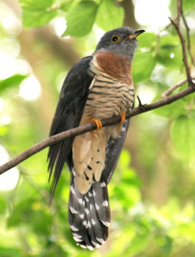 Bird viewing at Mount Longonot