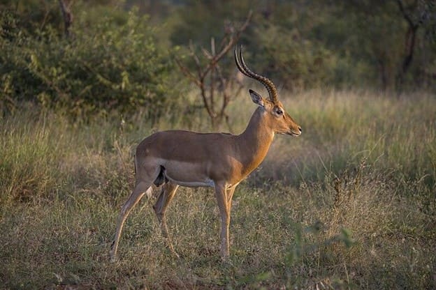 Animal View at Mount Longonot