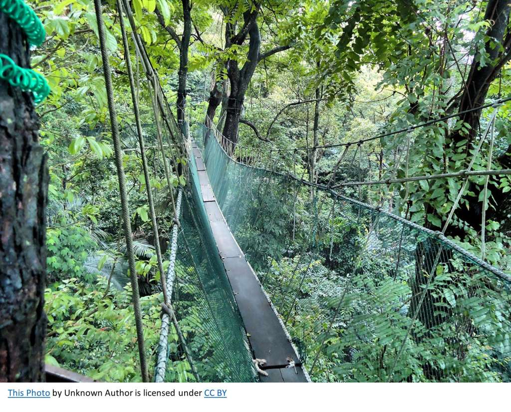 Ngare Ndare Canopy Walk