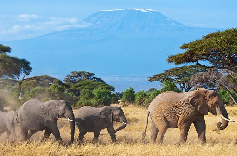 Ol Donyo Sabuk National Park elephant viewing