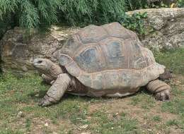 Animals at Hyrax Hill Museum