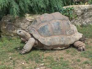 Animals at Hyrax Hill Museum