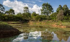 Karura Forest Lilly Lake