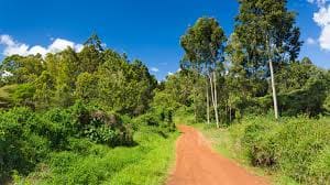 Karura Forest Guide: Location, Activites and Charges - Hiking Tours Kenya