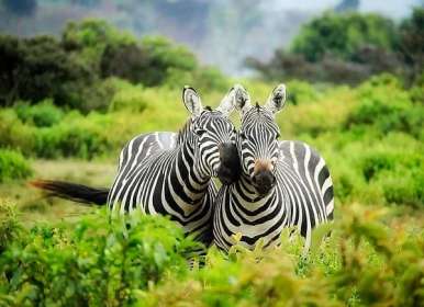 Zebra