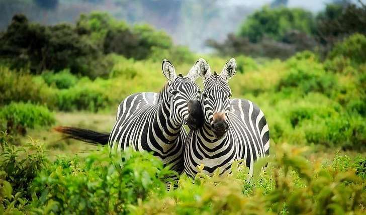 Zebra