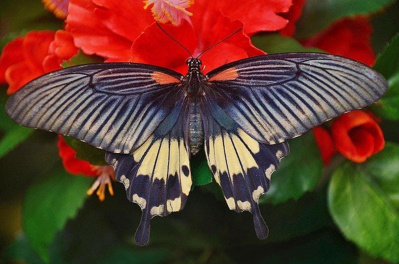 Great Lakes Butterfly Pavilion