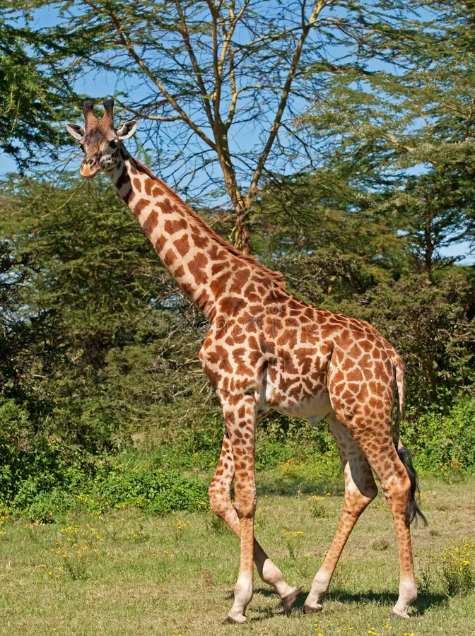 Nature walk with giraffes in Mombasa.