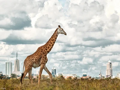 Nairobi National Park Entry Fees Nairobi National Park Entry Fee