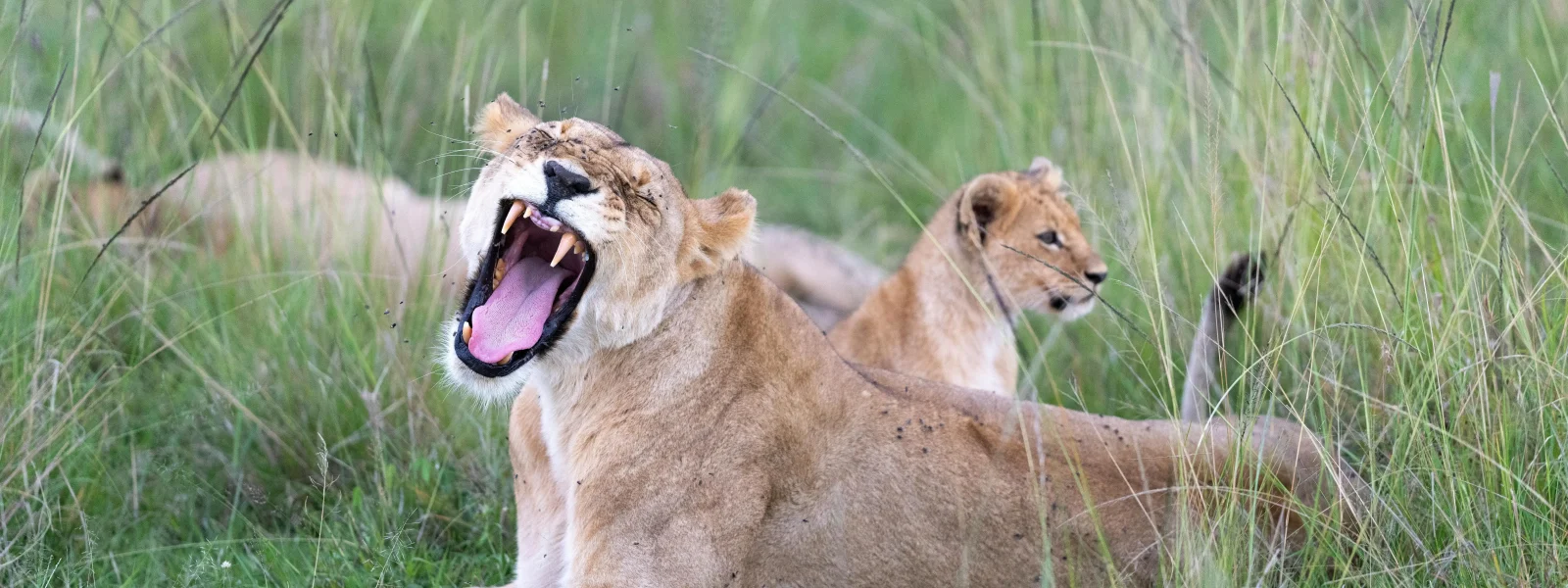 Nairobi National Park Game Drive Lion roaring