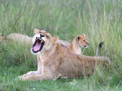 Nairobi National Park Game Drive Lion roaring Nairobi National Park Game Drive Lion roaring