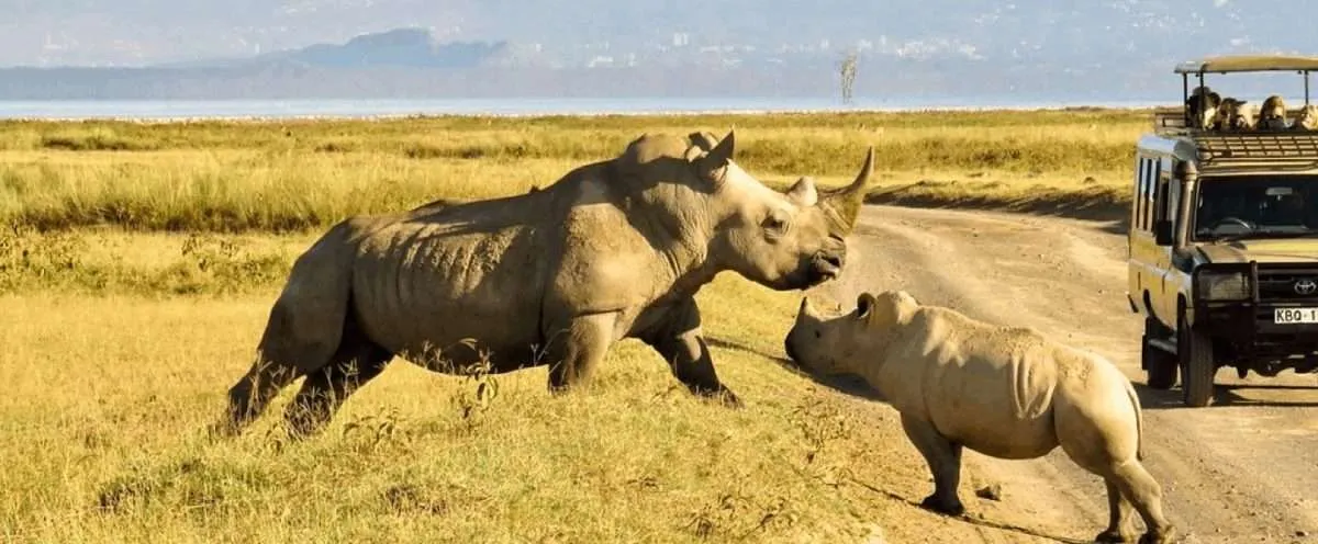 Nairobi National Park Safari