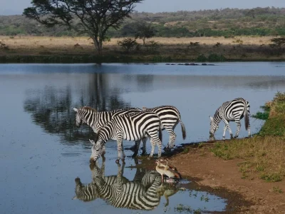 Zebra drinking water at Nairobi National park