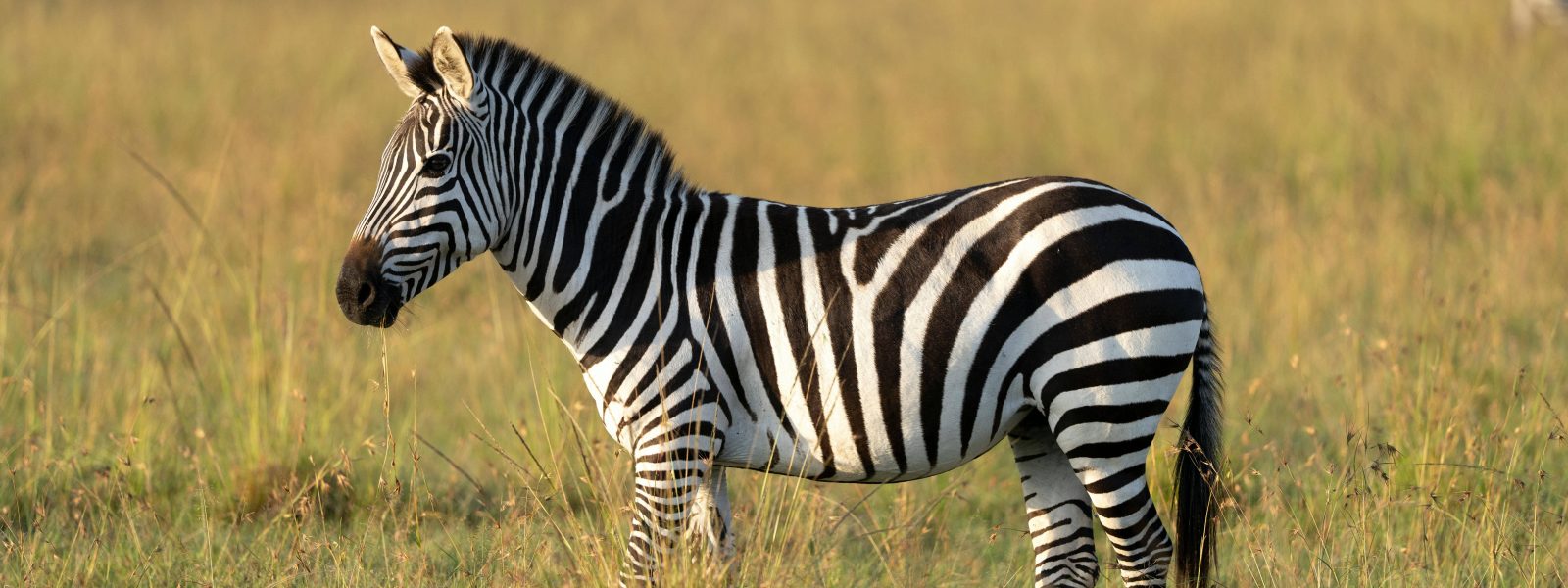 Zebra-at-Nairobi-National-Park