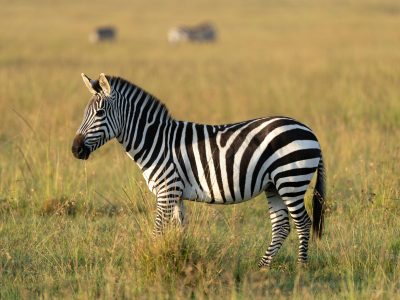 Zebra at Nairobi National Park Zebra-at-Nairobi-National-Park