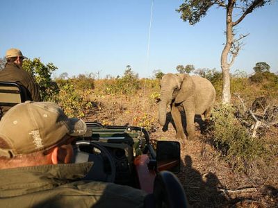 A man photographing a n elephant