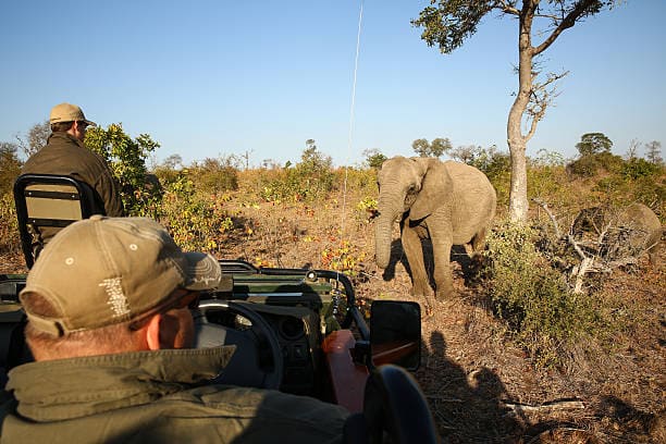 A man photographing a n elephant