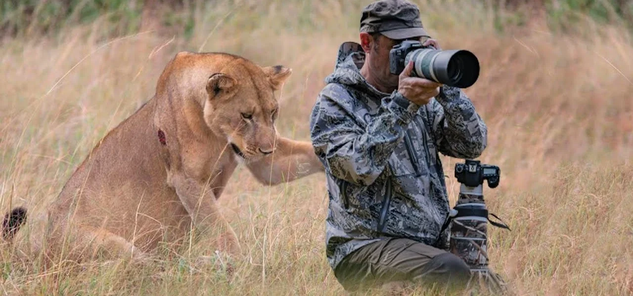 Lion behind a photographer