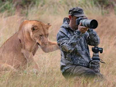Lion behind a photographer