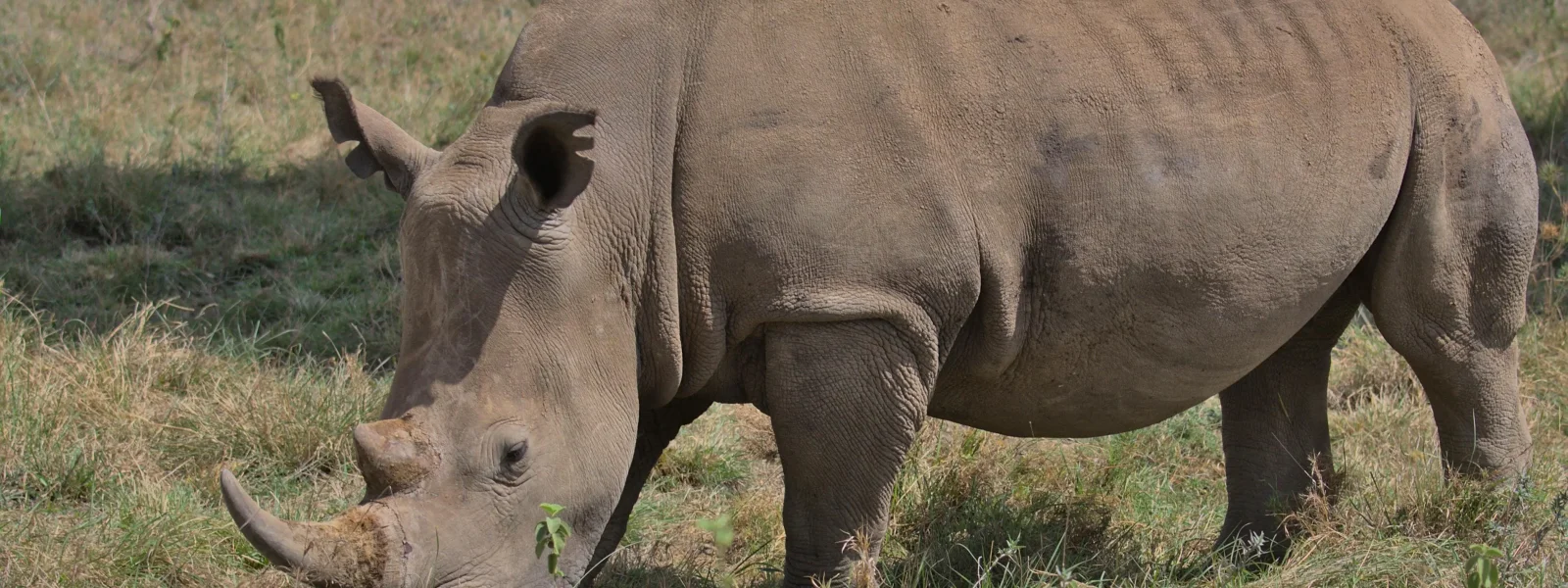 Rhino eating glasses