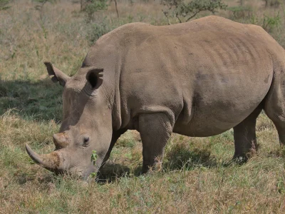 Rhino eating glasses