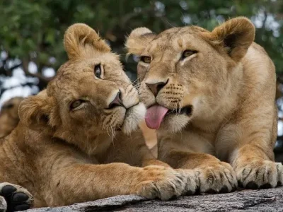 Lion at Nairobi National Park
