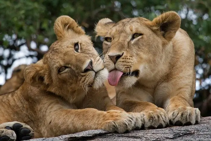 Lion at Nairobi National Park